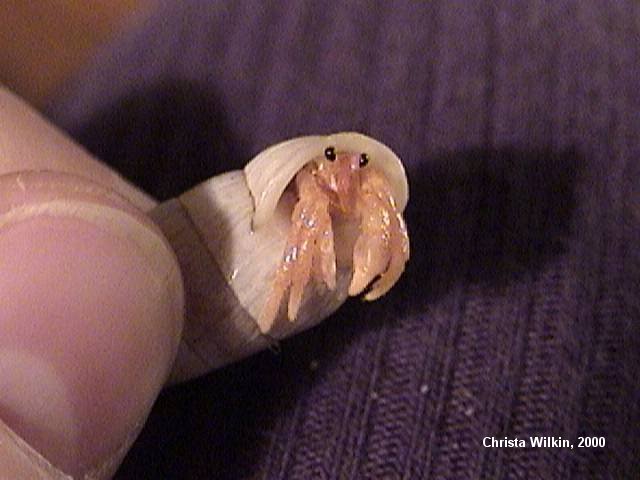 Tiny crab after molt. Notice the pale skin contrasted with black eyes.