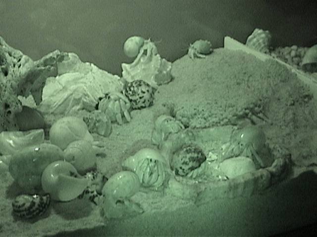Picture of crabs taken using night-vision camera. Notice all the crabs in the food dish.